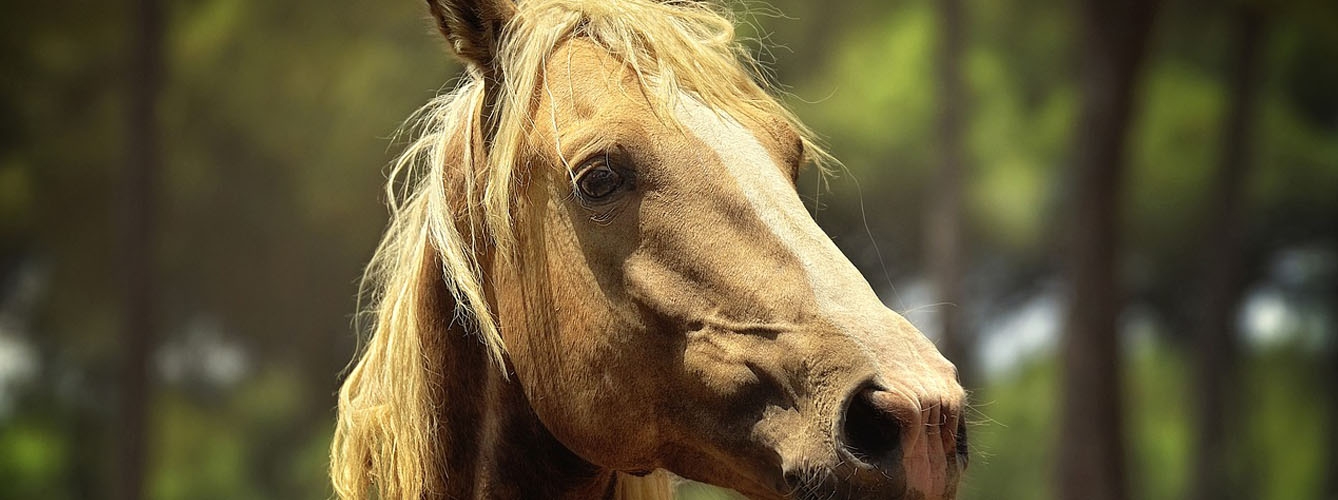 Las úlceras gástricas pueden generar cólicos en los caballos