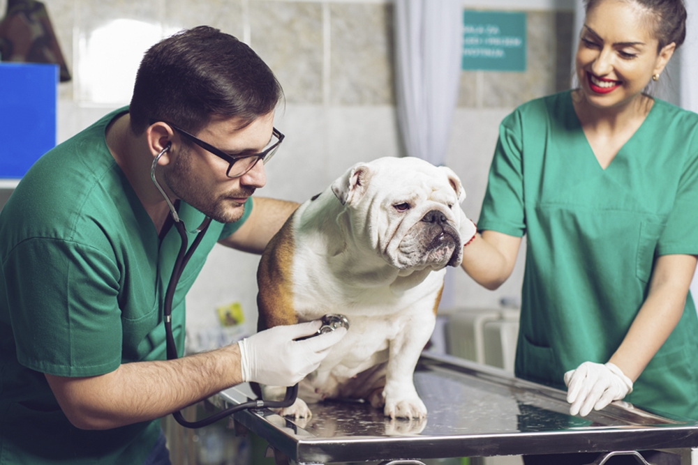 El estudio recaba información sobre los factores estresores de la profesión veterinaria en España.
