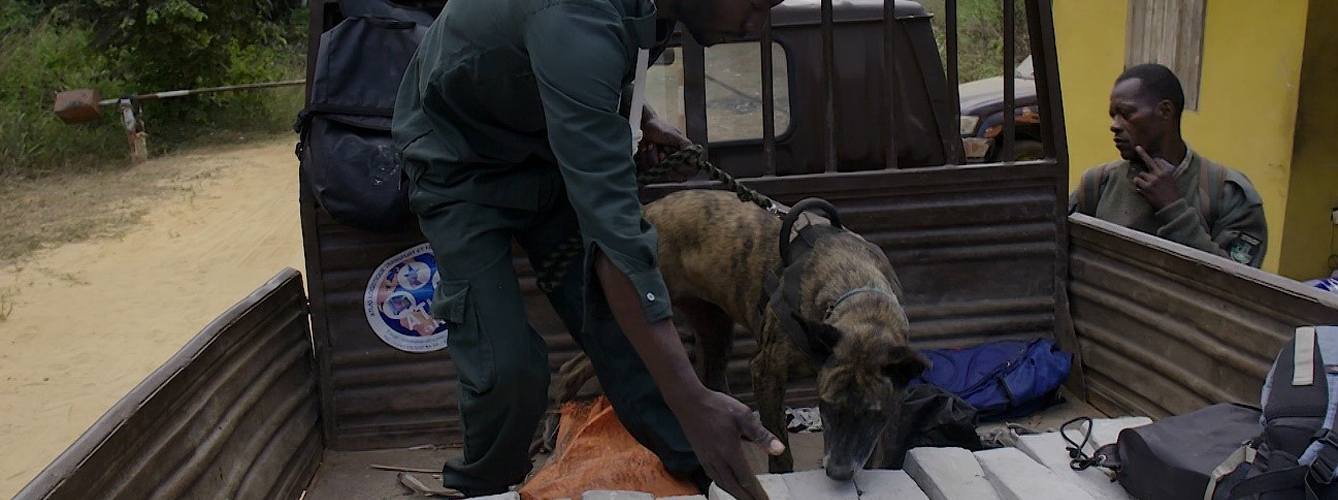 Gracias a los perros entrenados por España ya se han detectado 79 ejemplares de animales en peligro.