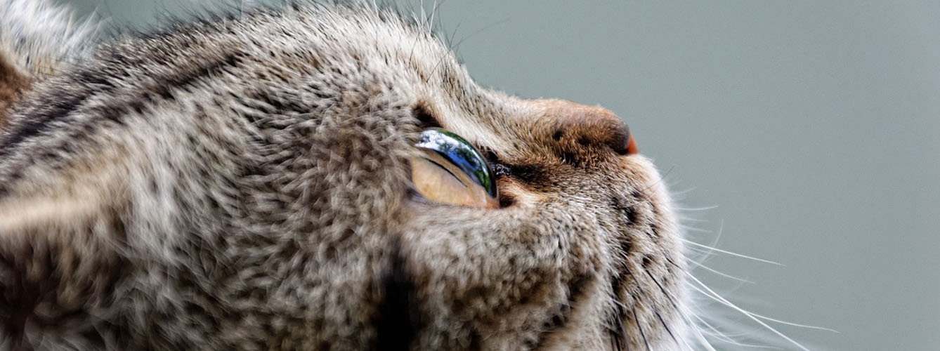 La uveítis felina, una molesta enfermedad inflamatoria de los ojos