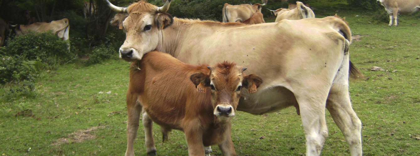 La tuberculosis afecta principalmente a los rumiantes, como las vacas.