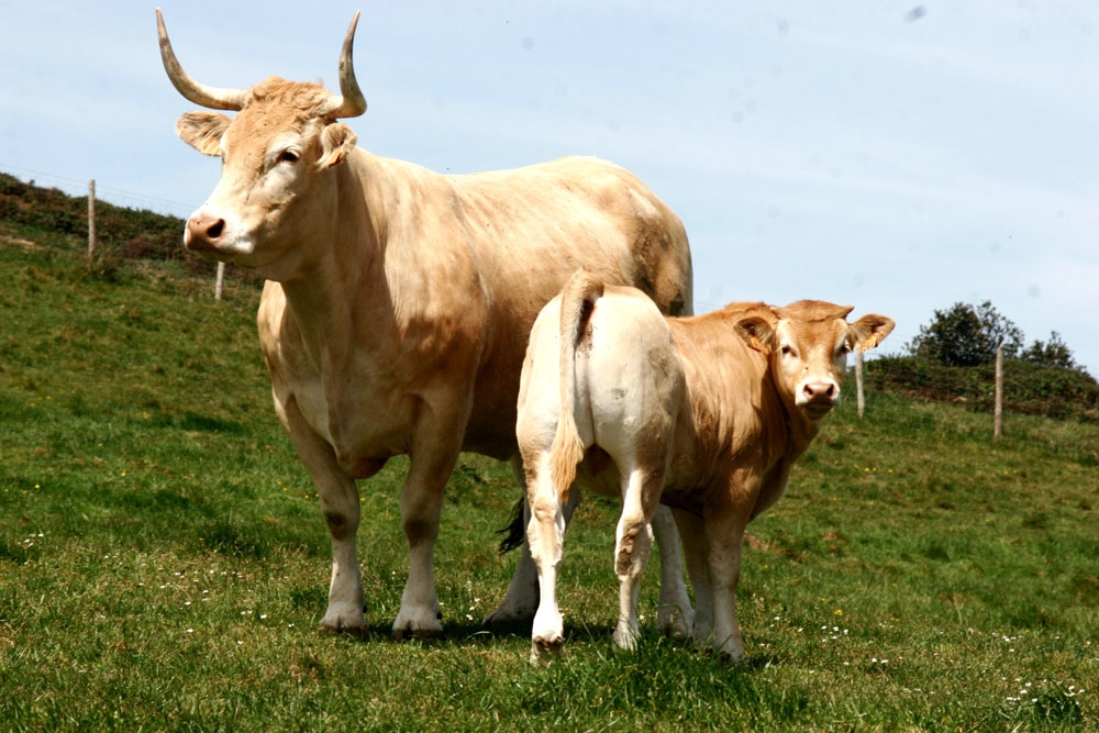El ganado enfrenta un riesgo potencialmente alto de contraer tuberculosis de la vida silvestre.