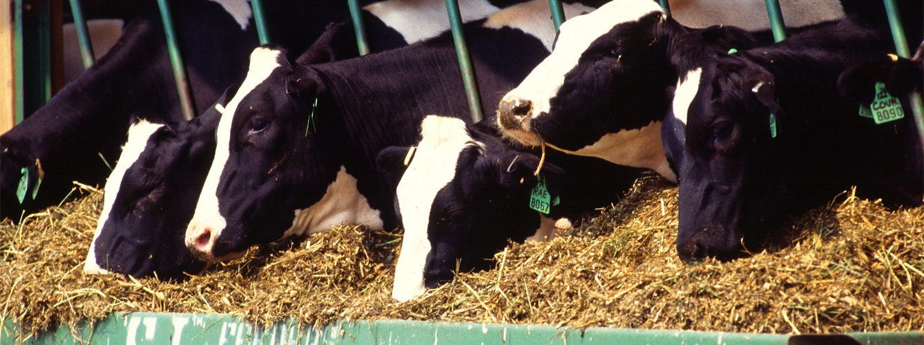 Detectan un caso de enfermedad de las vacas locas en España