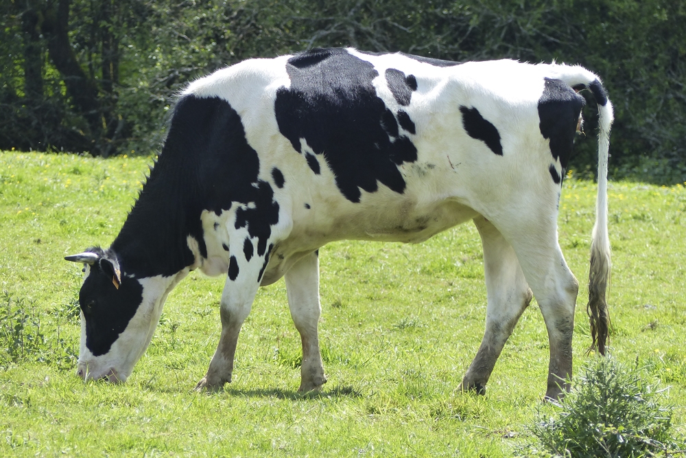 El estudio analizó nueve años de registros de rendimiento genómico y financiero de casi 13.000 vacas lecheras Holstein.