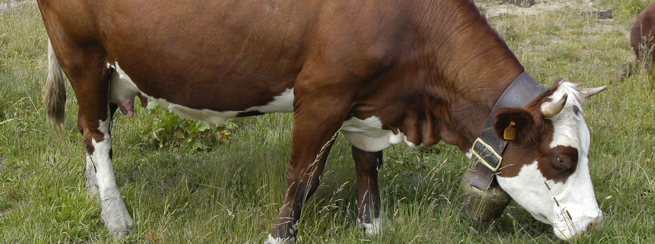 Desarrollan una nueva prueba de diagnóstico para la mastitis bovina
