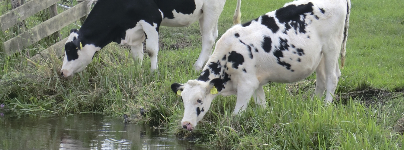 Las vacas pueden contaminar el entorno con el virus de la fiebre aftosa incluso antes de desarrollar signos clínicos.