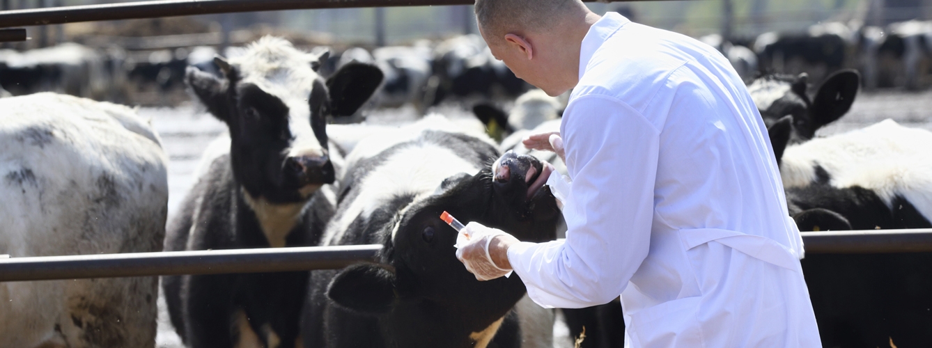 La campaña de Bayer es parte del compromiso de la compañía con el bienestar animal y pone en valor el trabajo de los veterinarios del sector del vacuno de leche. 