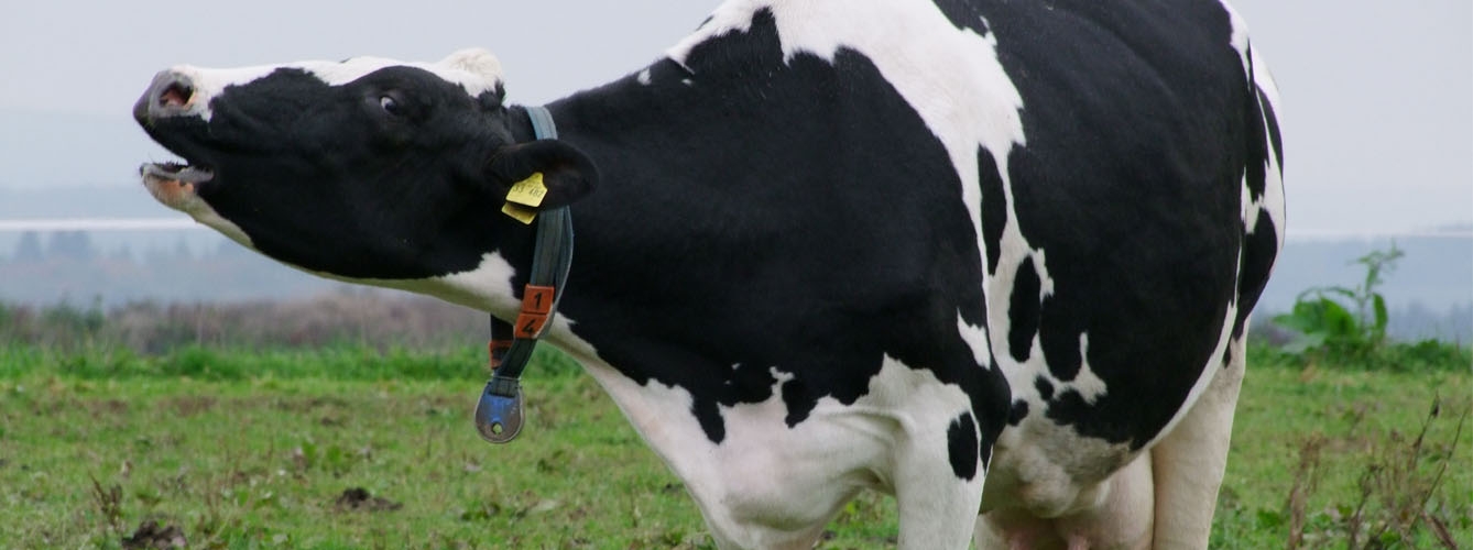 Crean una nueva herramienta para tratar la mastitis bovina