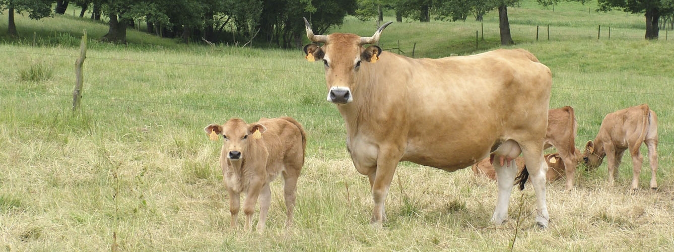 La bacteria que causa la fiebre Q muestra una prevalencia del 18,4% en las vacas asturianas.
