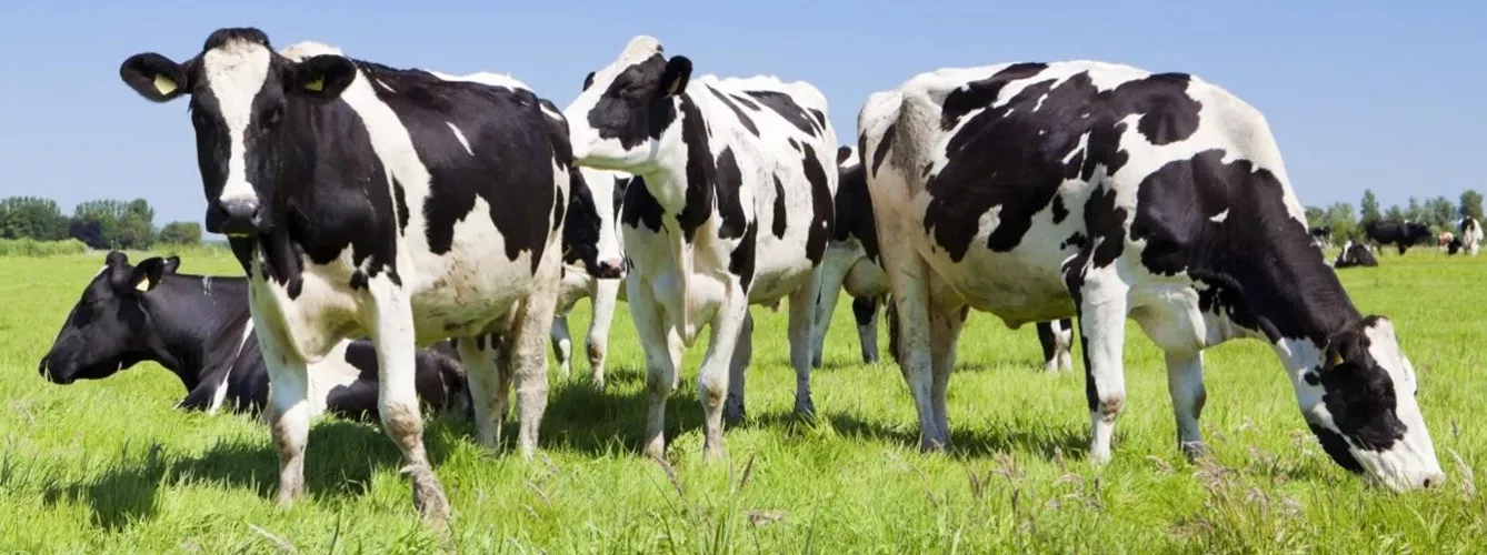 Este estudio permitirá a los ganaderos integrar el conocimiento de las voces de las vacas en sus prácticas diarias.