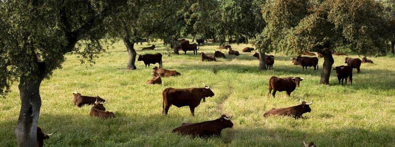 El Servicio de Sanidad Animal ha sido informado por parte de varios veterinarios de explotación de un aumento súbito de muertes de bovinos y equinos.