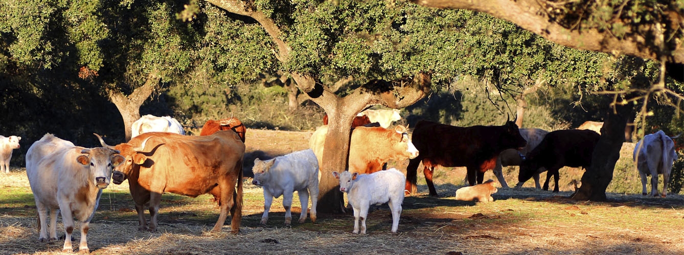 El estudio se llevó a cabo en 45 cotos de caza y dehesas con vacas del suroeste español.