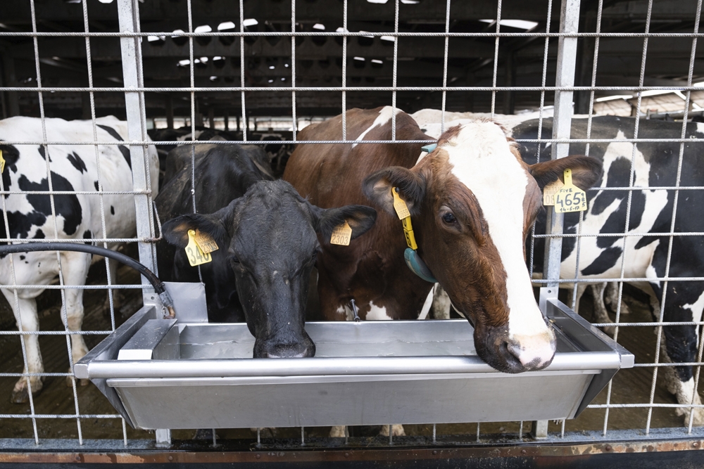 La fiebre Q es una zoonosis presente en el ganado, por lo que es importante la colaboración entre médicos y veterinarios para identificar el origen de los brotes.