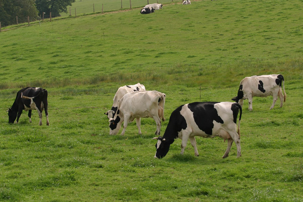 El estudio permitió definir el perfil inmunogenético en las vacas frisonas tolerantes, para reparar daños en el ADN  o controlar la carga bacteriana, entre otros.