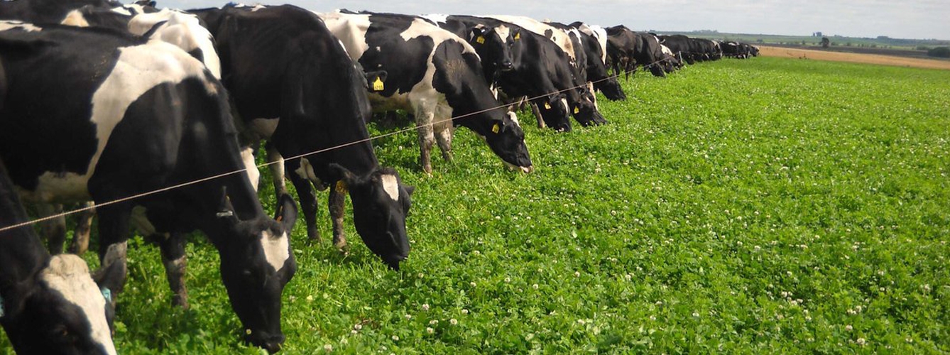 Cantabria potencia la mejora genética de las vacas lecheras