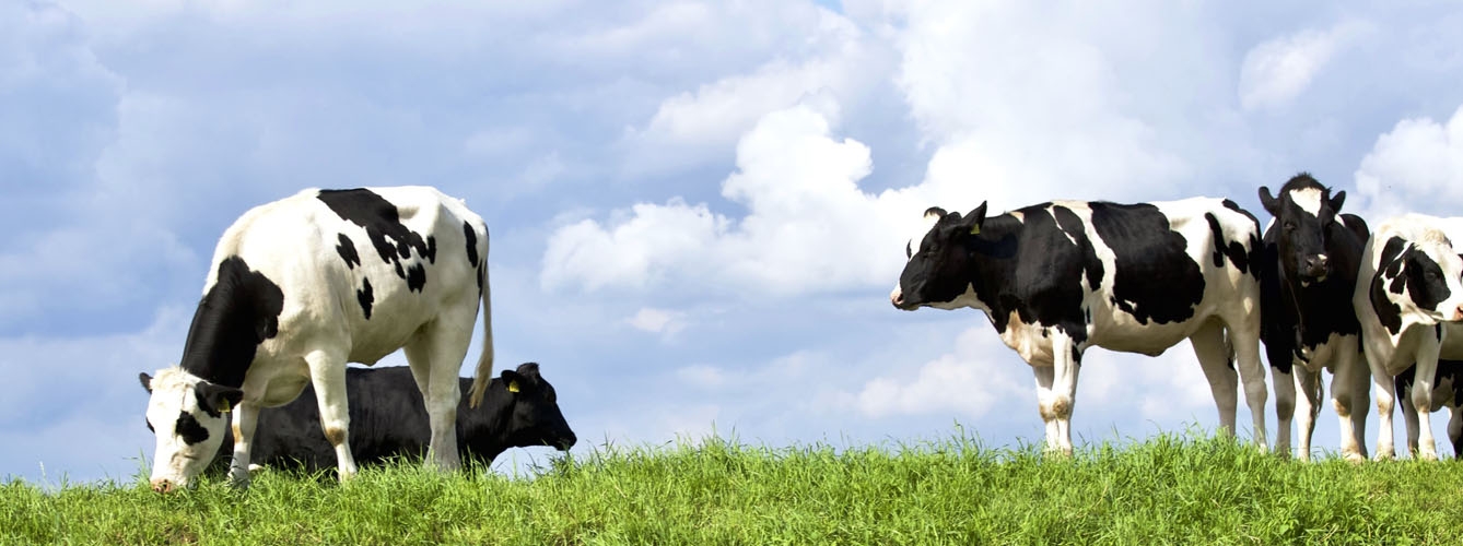 Crean un anticonceptivo para ganado que favorece el bienestar animal