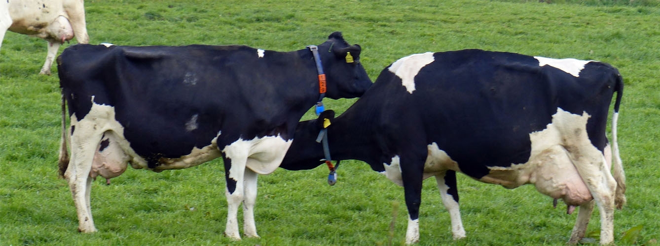 El cese de antibióticos en vacas no perjudica su salud ni bienestar
