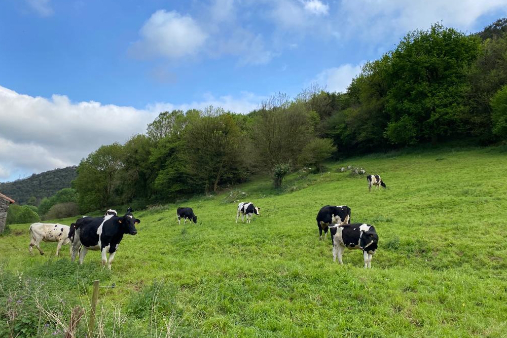 La ganadería láctea proporciona beneficios al medio rural español.