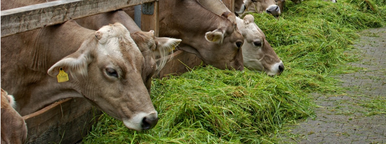 Miden el metano que exhalan las vacas para mejorar su nutrición