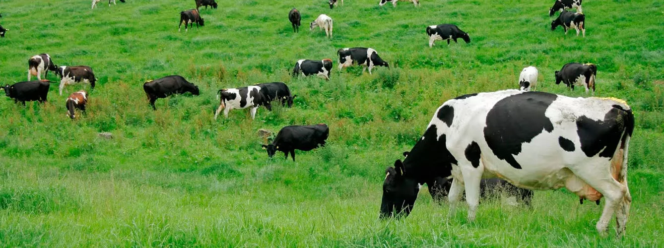 Los piensos con sabores mejoran el rendimiento del ganado bovino