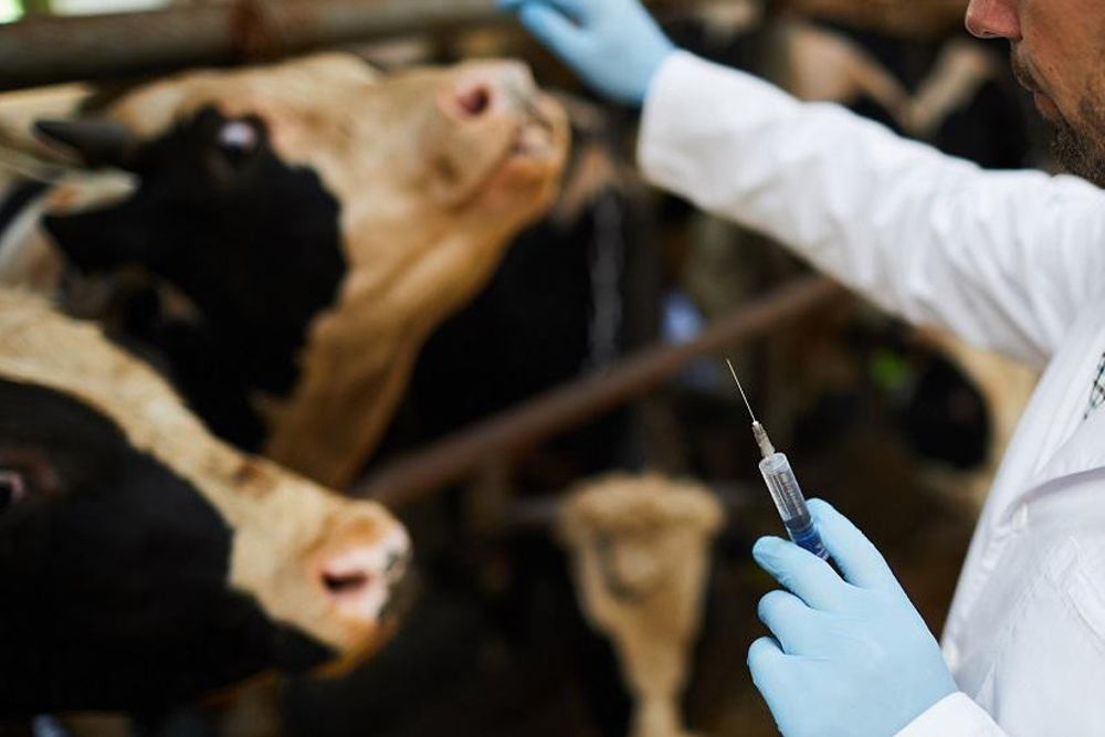 La restricción de antibióticos en ganadería es eficaz para reducir resistencias en humanos.