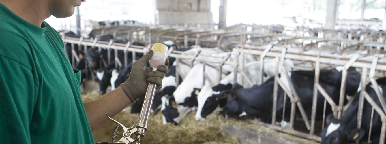 El plazo para inscribirse al curso sobre sanidad y producción del ganado vacuno finaliza el 21 de abril.