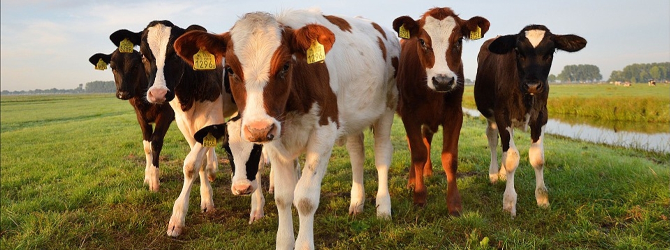 Descubren un sistema que podría evitar enfermedades en el ganado