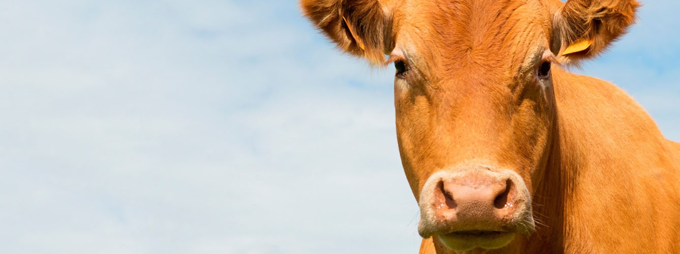 La suplementación dietética puede mejorar la salud del ganado