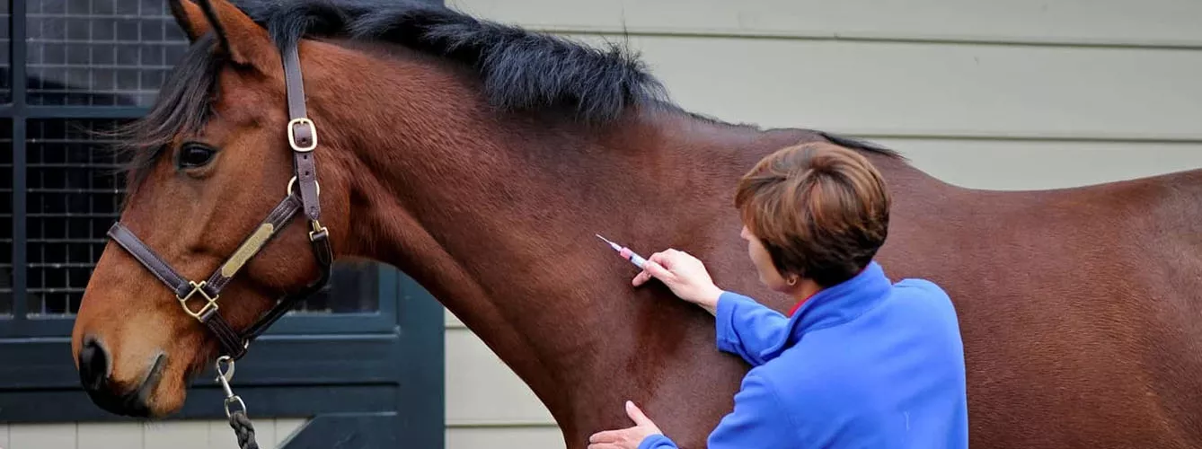 La FVE ha publicado el Protocolo de buenas prácticas para la eutanasia de caballos 2021.