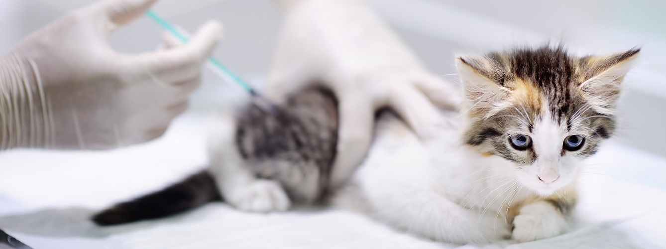 Los expertos recomiendan la vacunación de animales domésticos como gatos y visones contra el Covid-19.