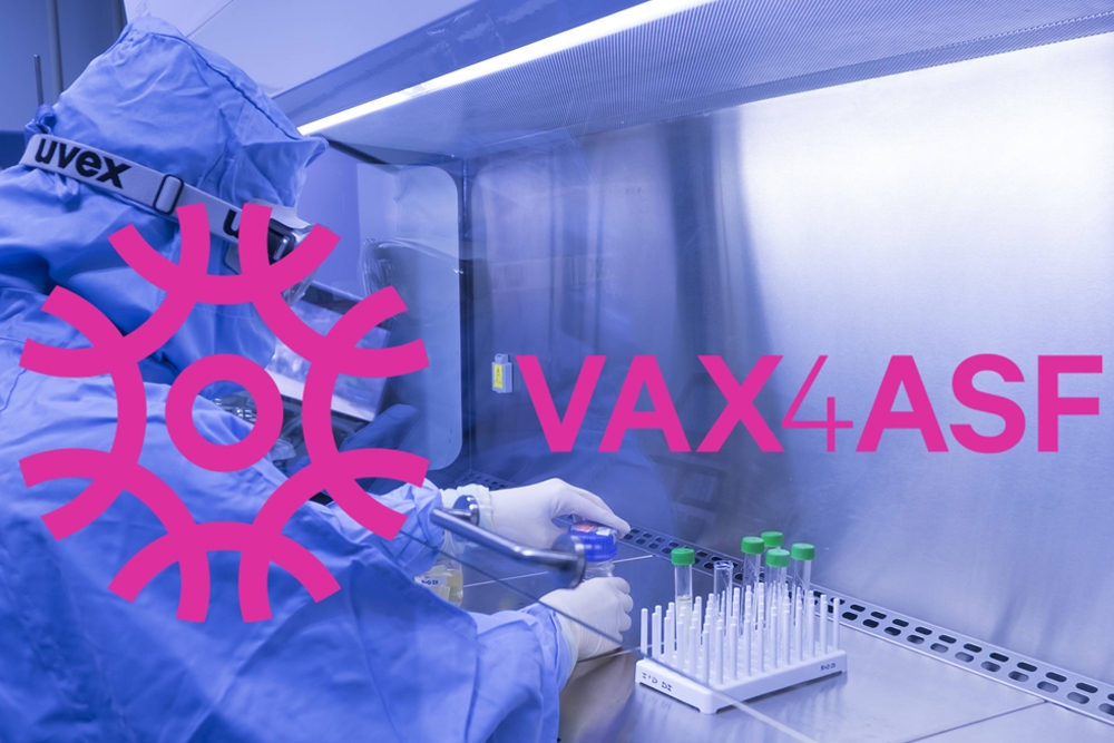 El objetivo del proyecto VAX4ASF es desarrollar una vacuna de próxima generación contra el virus de la peste porcina africana para erradicar la enfermedad a nivel global.