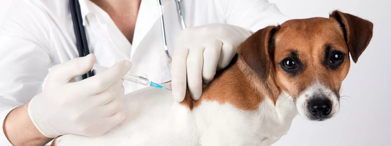 Coronavirus: ¿Qué ocurre si se pasa el plazo de vacunación de una mascota?