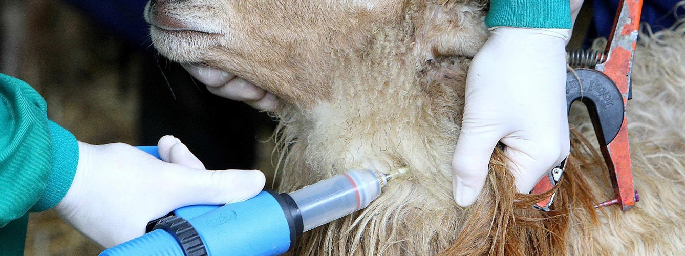 Las Islas Baleares han vacunado ya a más de 100.000 cabezas de ganado ovino.