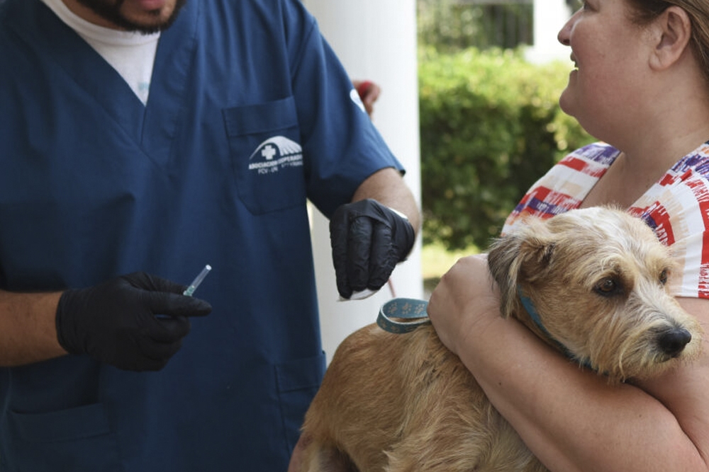 La vacunación antirrábica en el perro se ha demostrado como la estrategia clave en el control de la rabia.
