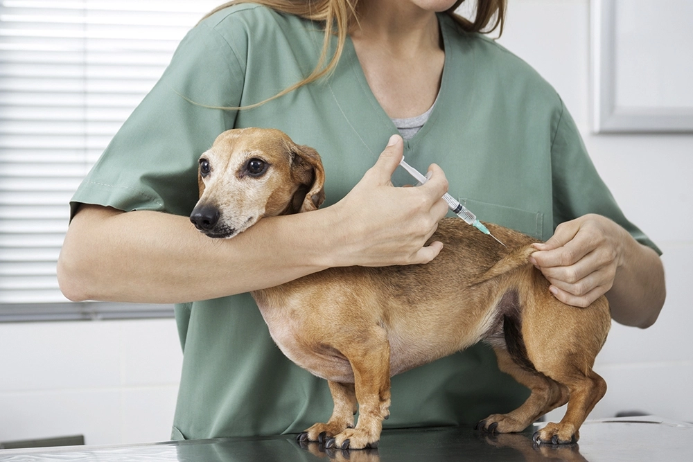La vacunación de mascotas es la principal forma de reducir las infecciones sintomáticas y la eliminación de bacterias de leptospirosis en la orina.