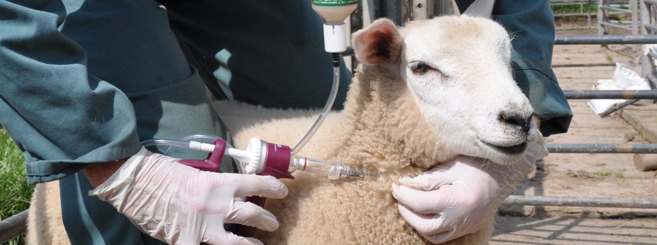Las vacunas, tanto para ovino como para bovino, han sido adquiridas con fondos propios de la Junta de Andalucía.
