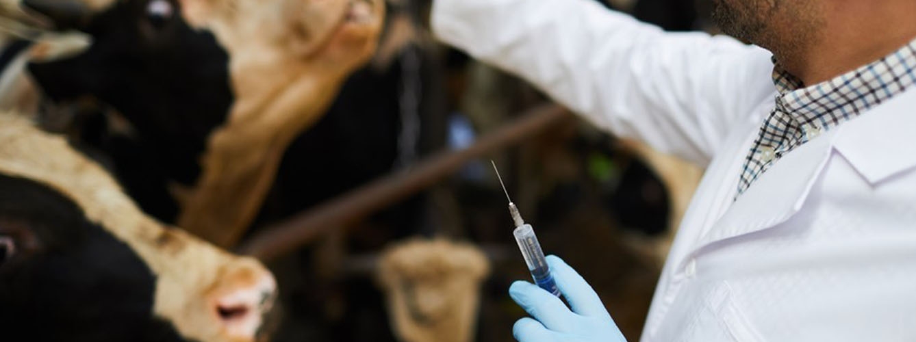 Veterinarios de Córdoba desarrollan nuevas vacunas para el ganado