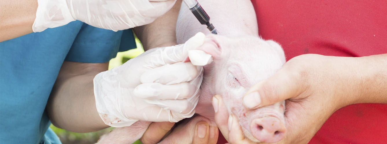 El mercado de las vacunas para el porcino crecerá un 7% hasta 2025