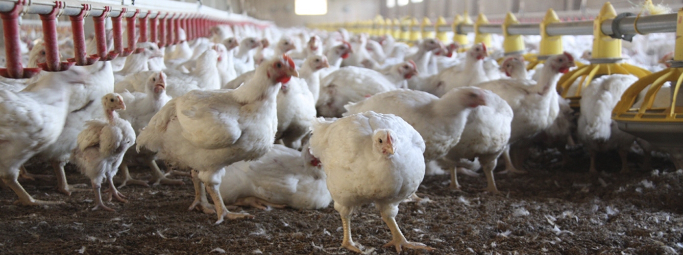 La bronquitis infecciosa aviar afecta únicamente a las aves (pollos y gallinas) de cualquier edad.