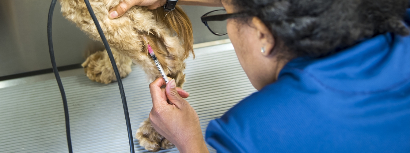 El papel del veterinario, fundamental en la inmunización de las mascotas