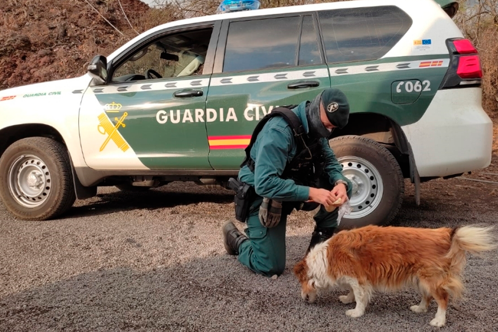 Los veterinarios quieren que la Comunitat Valenciana disponga de un plan de evacuación de animales ante emergencias.