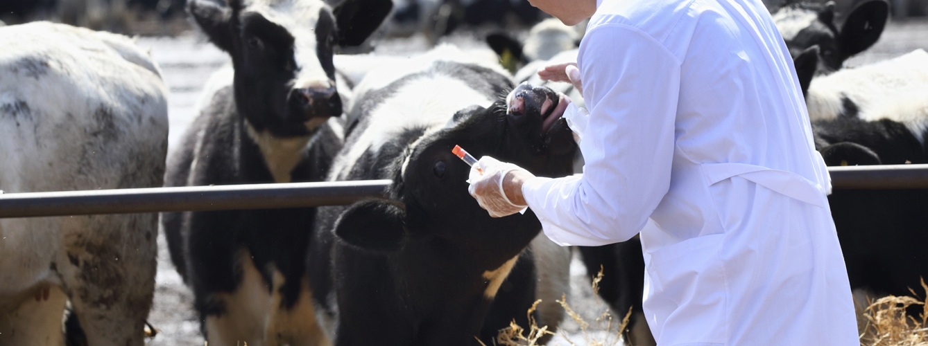 La investigación busca optimizar el uso de antibióticos en la lucha contra la anaplasmosis bovina. 