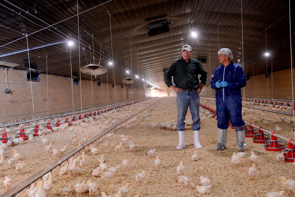 El Grupo de Estudio de Veterinaria Avícola de la UE se ha pronunciado sobre el dictamen europeo sobre el bienestar en pollos de engorde.