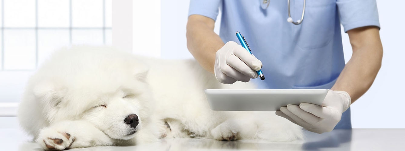 La formación online en dermatología, más accesible para el veterinario