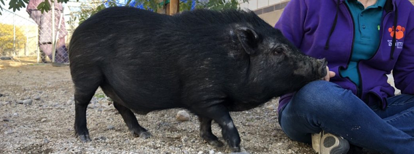 Los veterinarios recuerdan que el 1 de enero de 2022 acaba el plazo para comunicar la tenencia de cerdos vietnamitas.