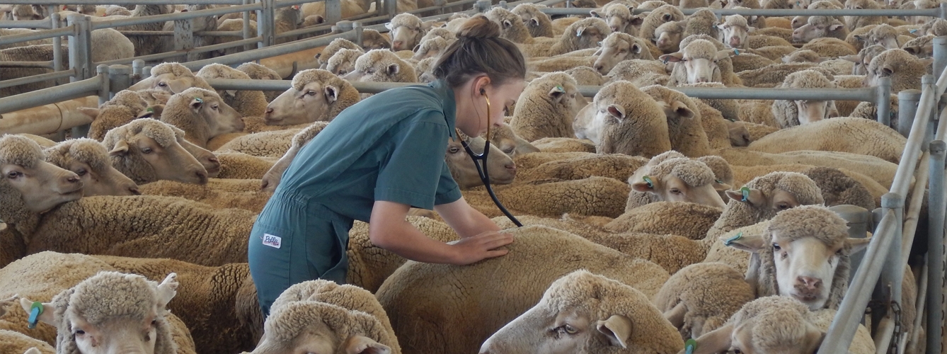 La infección por lentivirus fue detectada originalmente en ovejas islandesas en los años 30, donde la llamaban visna o maedi.