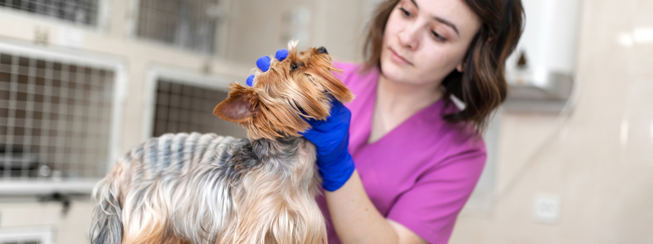 95% de nuevos veterinarios cree que sus estudios ayudaron a encontrar empleo