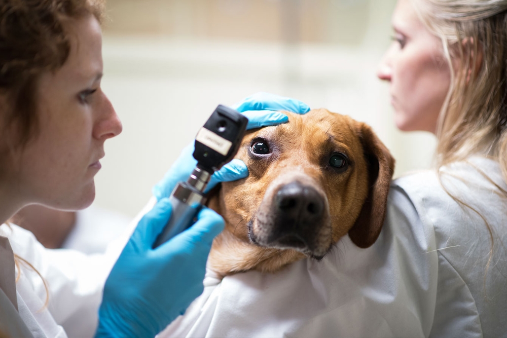 Los veterinarios demandan un trabajo más flexible en entornos clínicos.