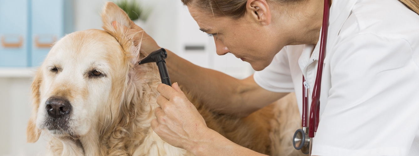 Las espigas pueden introducirse en el oído de los perros, causando daños e infecciones.