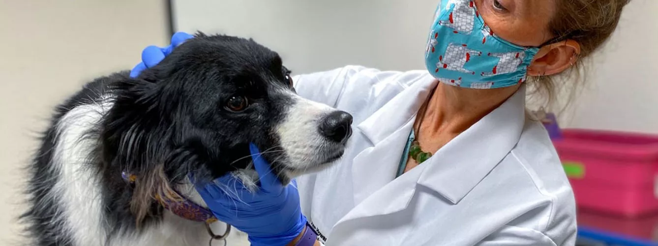 El tiempo medio de supervivencia para perros con glioma tratados con radioterapia varía de 9 a 14 meses.